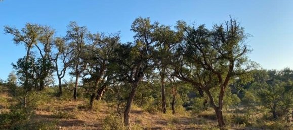 181225m² Land in Santiago do Cacem, Portugal No. 50845 2