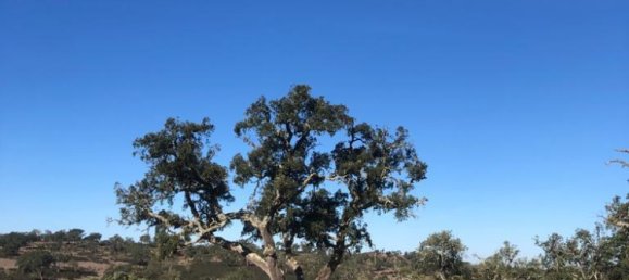 181225m² Land in Santiago do Cacem, Portugal No. 50845 13