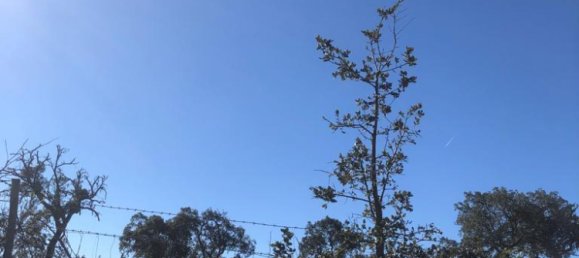 181225m² Land in Santiago do Cacem, Portugal No. 50845 23