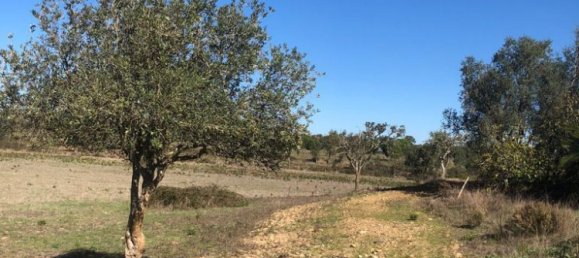 181225m² Land in Santiago do Cacem, Portugal No. 50845 48