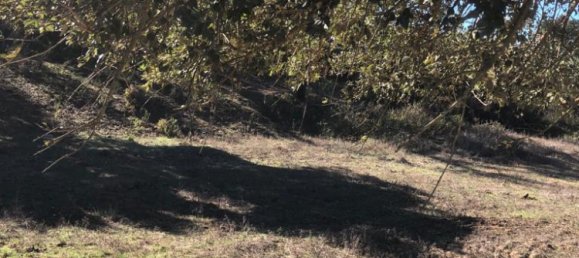 181225m² Land in Santiago do Cacem, Portugal No. 50845 16