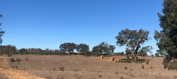 181225m² Land in Santiago do Cacem, Portugal No. 50845 7