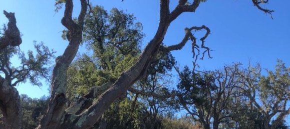 181225m² Land in Santiago do Cacem, Portugal No. 50845 32