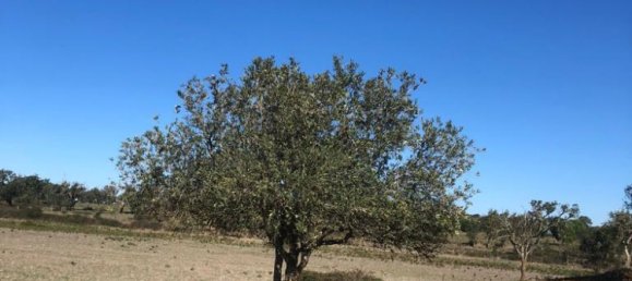 181225m² Land in Santiago do Cacem, Portugal No. 50845 49