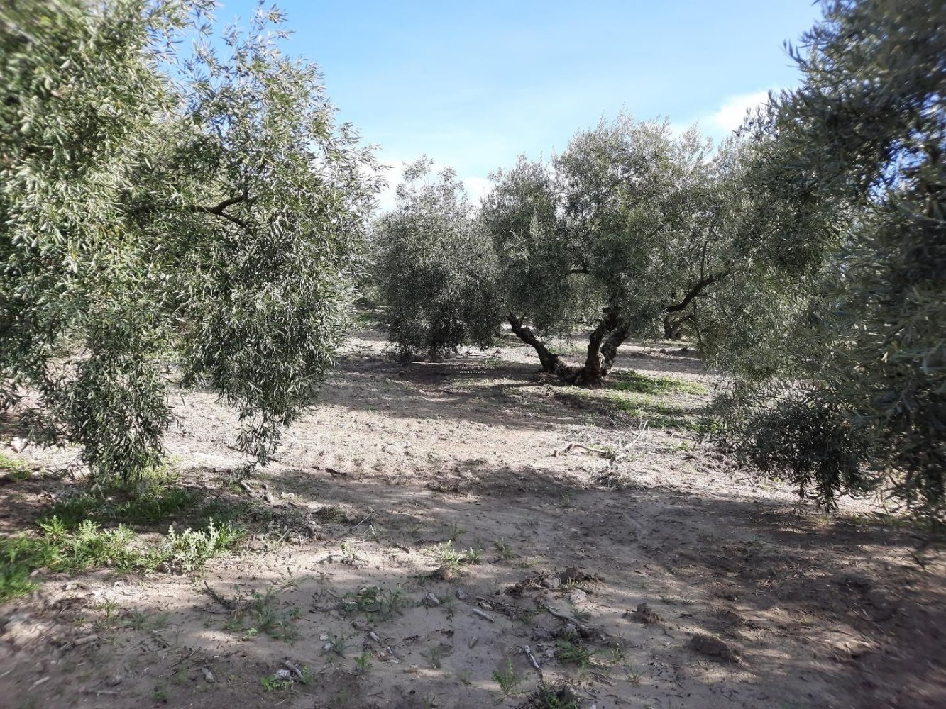 29999m² Land in Rute, Spain No. 211204