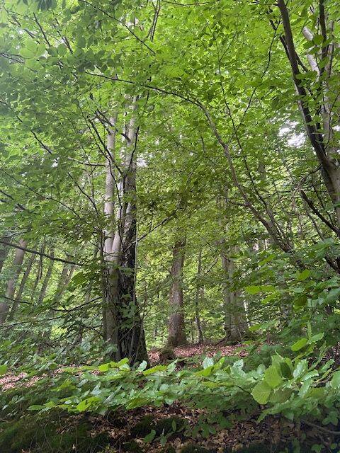 Terreno en Bamberg, Germany 20000 m² No. 262946