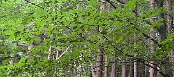 Terreno en Bamberg, Germany 20000 m² No. 262946 3