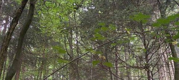 Terreno en Bamberg, Germany 20000 m² No. 262946 2