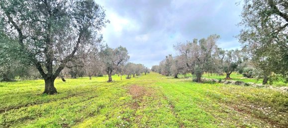 Studio in Carovigno, Italy, Nr. 70604 15