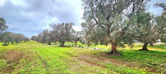 Studio in Carovigno, Italy, Nr. 70604 17