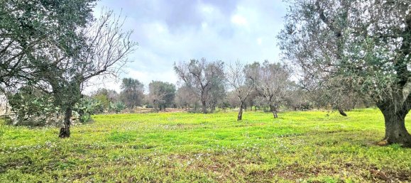 Studio in Carovigno, Italy, Nr. 70604 19