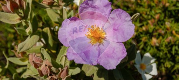 10000m² Land in Olhao, Portugal No. 38051 2