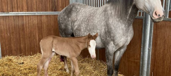 10 chambres Ferme à Burscheid, Germany No. 339439 7