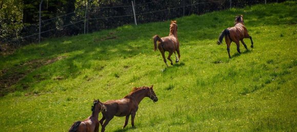 10 chambres Ferme à Burscheid, Germany No. 339439 18