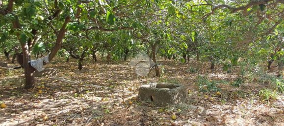 5900m² Land in Campofelice di Roccella, Italy No. 287904 18