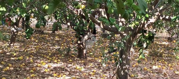 5900m² Land in Campofelice di Roccella, Italy No. 287904 16