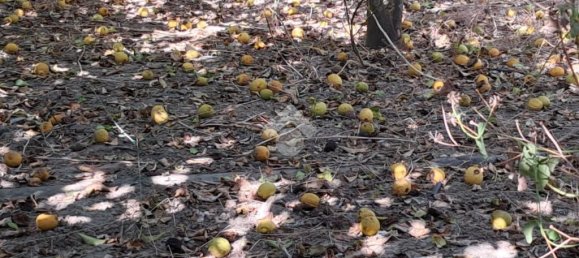 5900m² Land in Campofelice di Roccella, Italy No. 287904 19