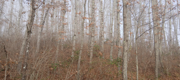  قطعة أرض في Borgo Val di Taro, Italy 59000متر مربع رقم 307668 3