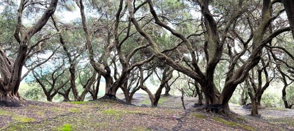  قطعة أرض في Corfu, Greece 4337متر مربع رقم 93027 8