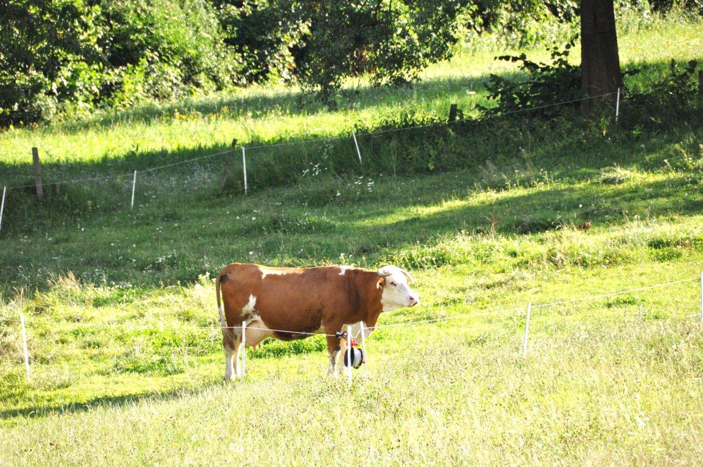 Grundstück in Gaimberg, Austria, Nr. 238033