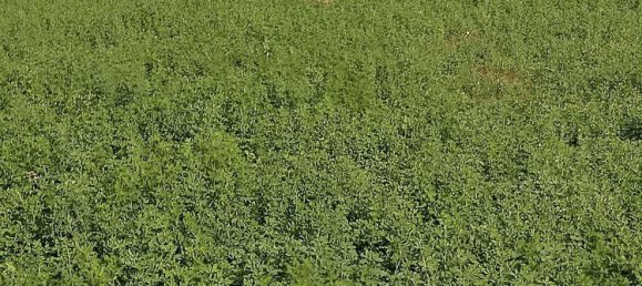  قطعة أرض في Alghero, Italy 34000متر مربع رقم 256233 5