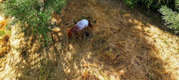 9 Schlafzimmer Grundstück in Tabua, Portugal, Nr. 277226 8