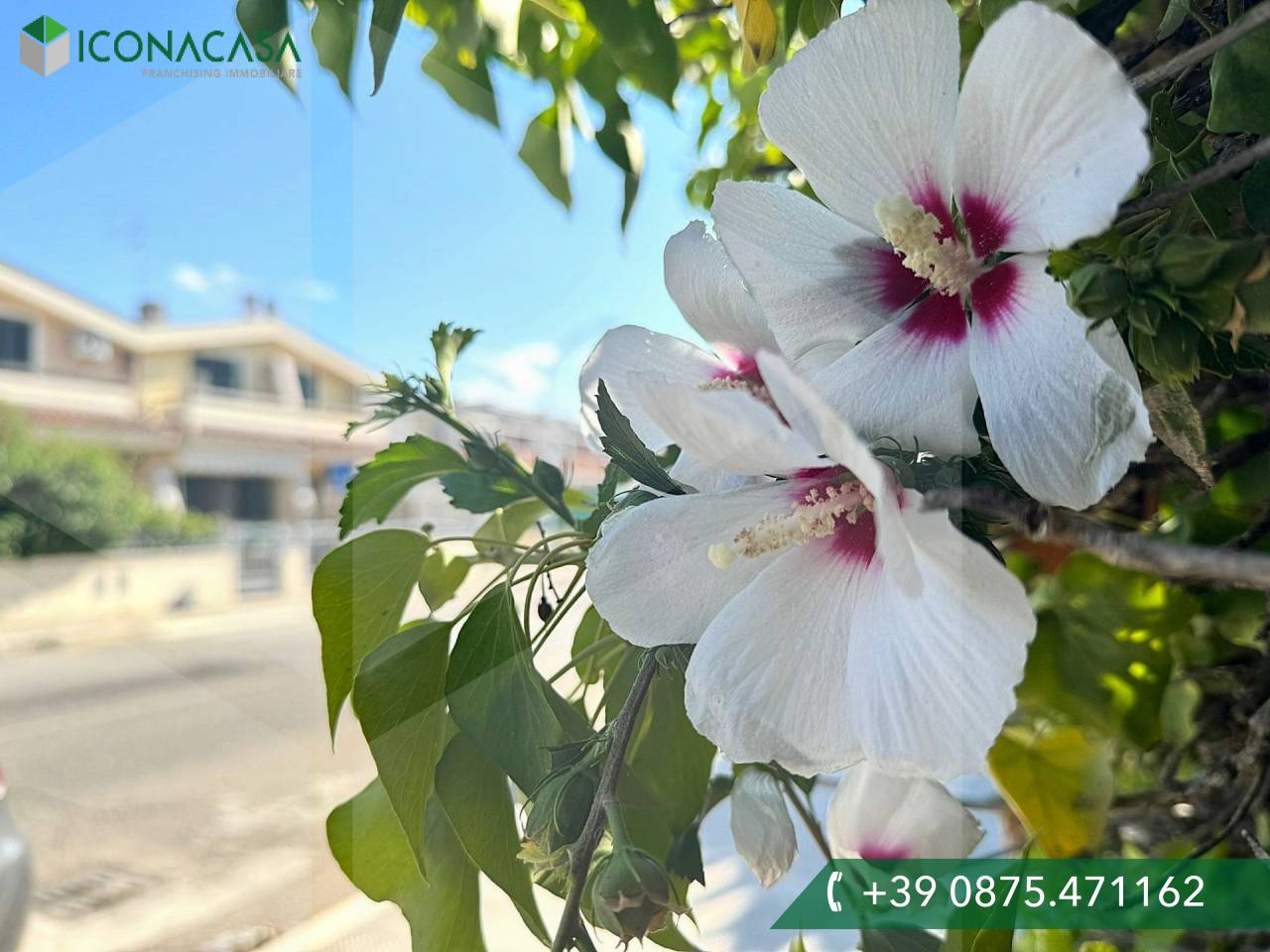 3 rooms House in Campomarino, Italy No. 22679