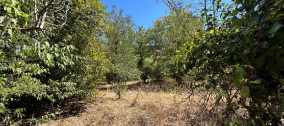 8 bedrooms House in Setubal, Portugal No. 141618 26