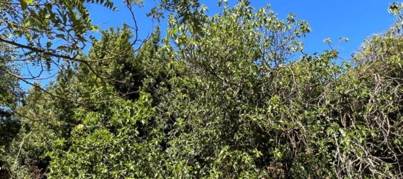 8 bedrooms House in Setubal, Portugal No. 141618 28