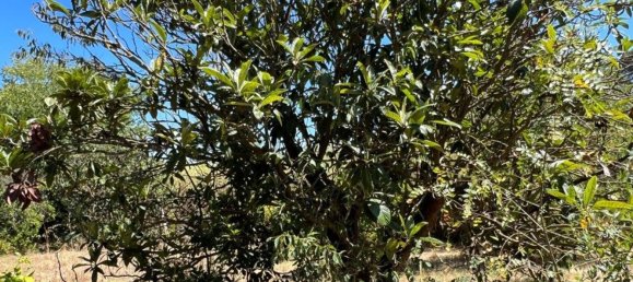 8 bedrooms House in Setubal, Portugal No. 141618 29