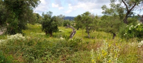 5500m² Hotel in Corfu, Greece No. 6699 7