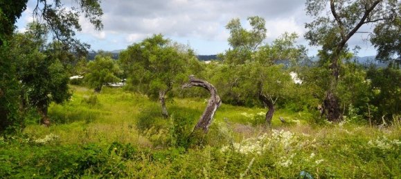 5500m² Hotel in Corfu, Greece No. 6699 8