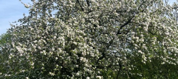 Terreno em Heilbronn, Germany N.º 219135 4