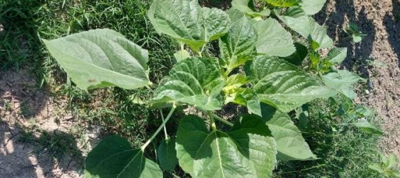 Дом с 3 спальнями в Морро д’Альба, Италия № 120544 49