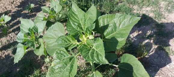 Дом с 3 спальнями в Морро д’Альба, Италия № 120544 39