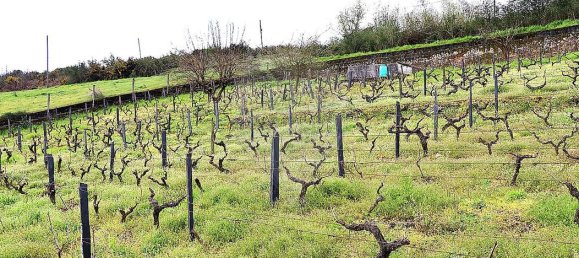 5 Schlafzimmer Haus in Santa Marta de Penaguiao, Portugal, Nr. 181672 23