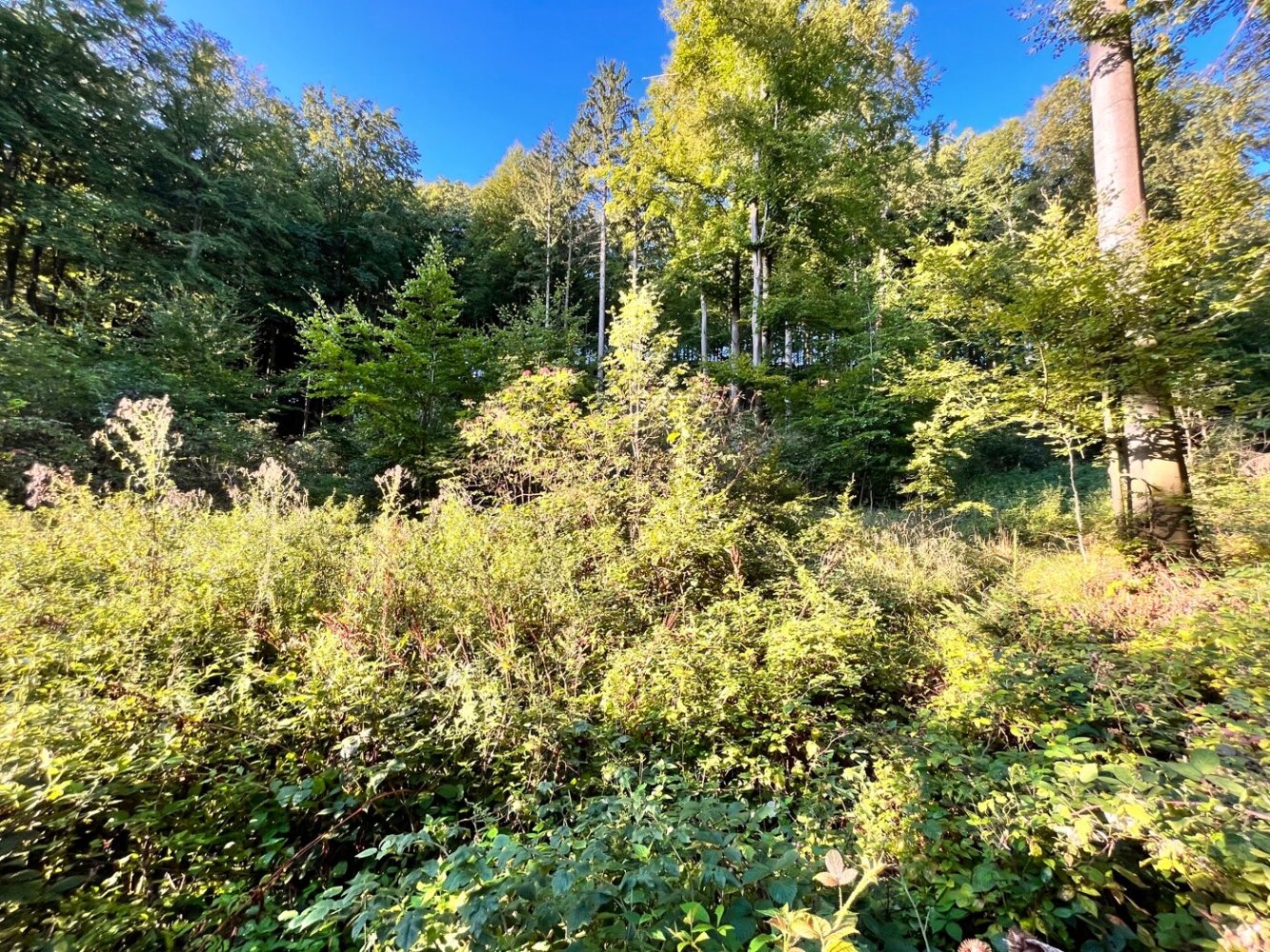 Terreno em Neustadt an der Waldnaab, Germany N.º 187018