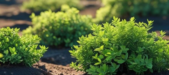 Terreno em San Severo, Italy 25664 m² N.º 275127 4