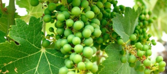 6 Schlafzimmer Villa in Yecla, Spain, Nr. 6728 17