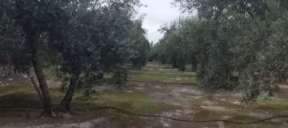 4 Schlafzimmer Haus in Andalusia, Spain, Nr. 138929 2