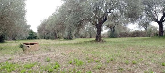 8000m² Land in Alghero, Italy No. 104144 5