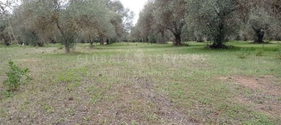 8000m² Land in Alghero, Italy No. 104144 3