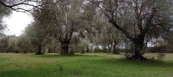 8000m² Land in Alghero, Italy No. 104144 4