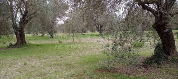 8000m² Land in Alghero, Italy No. 104144 7