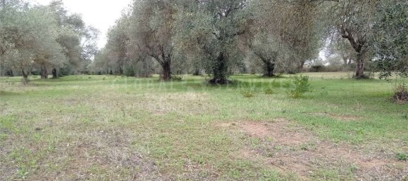 8000m² Land in Alghero, Italy No. 104144 2