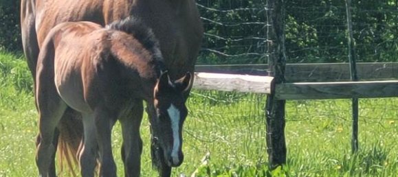 8 bedrooms House in Dole, France No. 201559 7