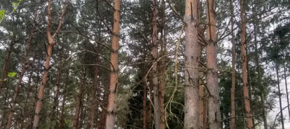 2-salle Maison à Schachendorf, Austria No. 190419 3