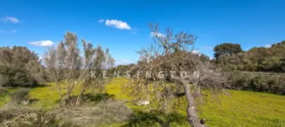 10 bedrooms House in Algaida, Spain No. 186825 9