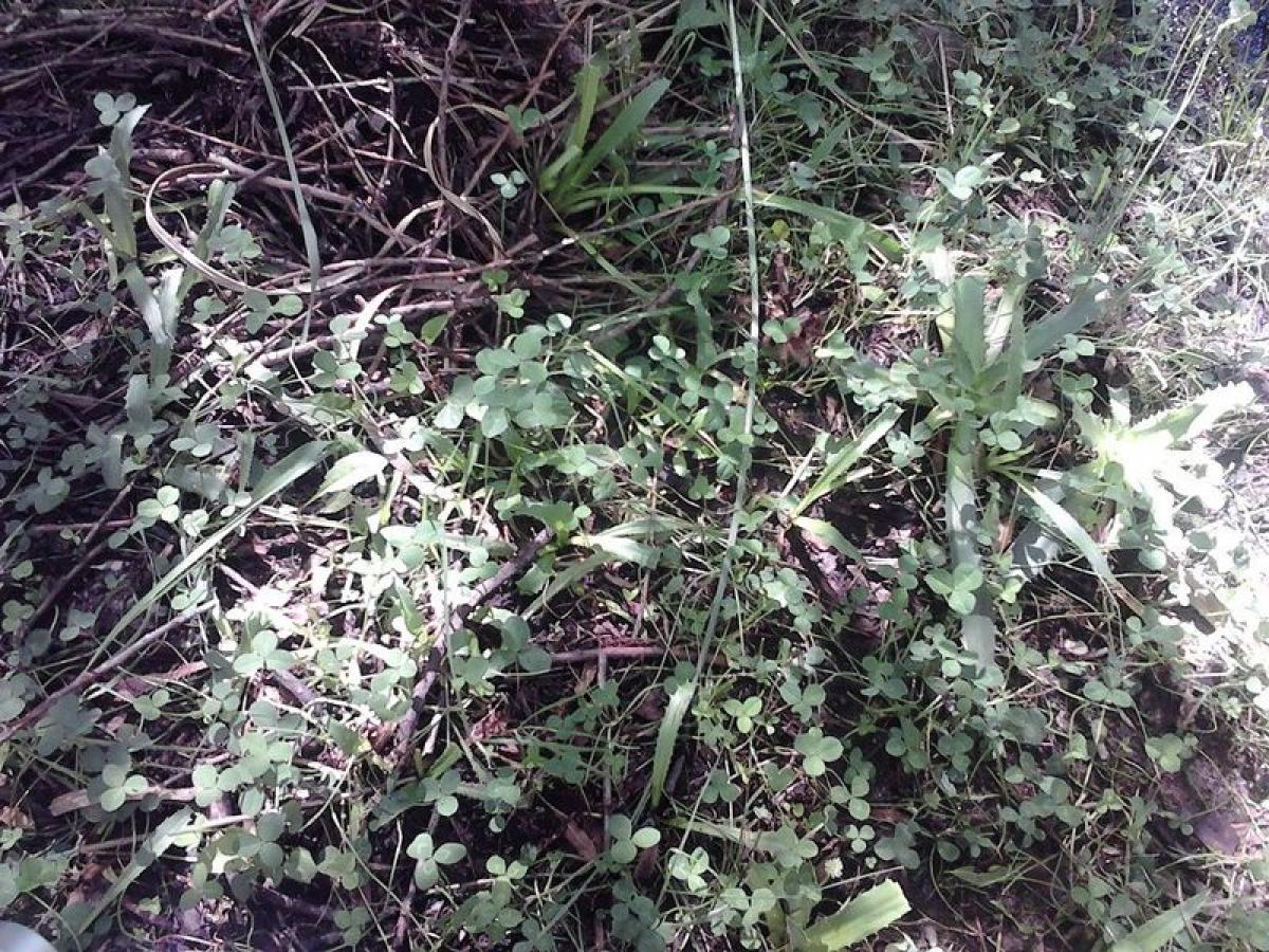  Land in San Luis, Argentina No. 41834