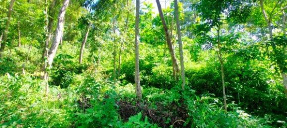 12000m² Commercial property in Bang Tao, Thailand No. 12586 6